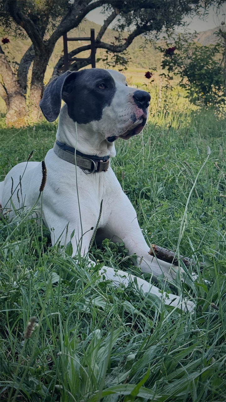 A black and white dog lying in long grass with a stick