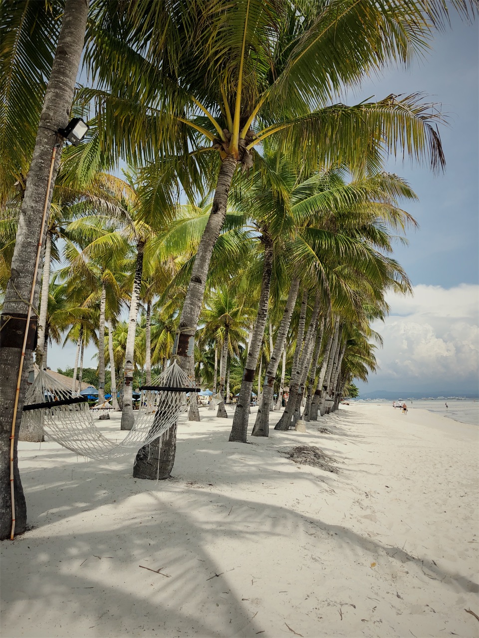A white sand beach lined with leaning palm trees